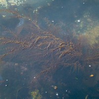 Wireweed